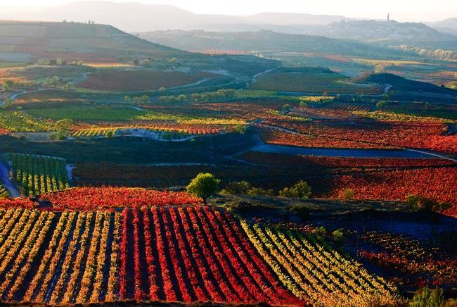 paseo vinedos la rioja 2